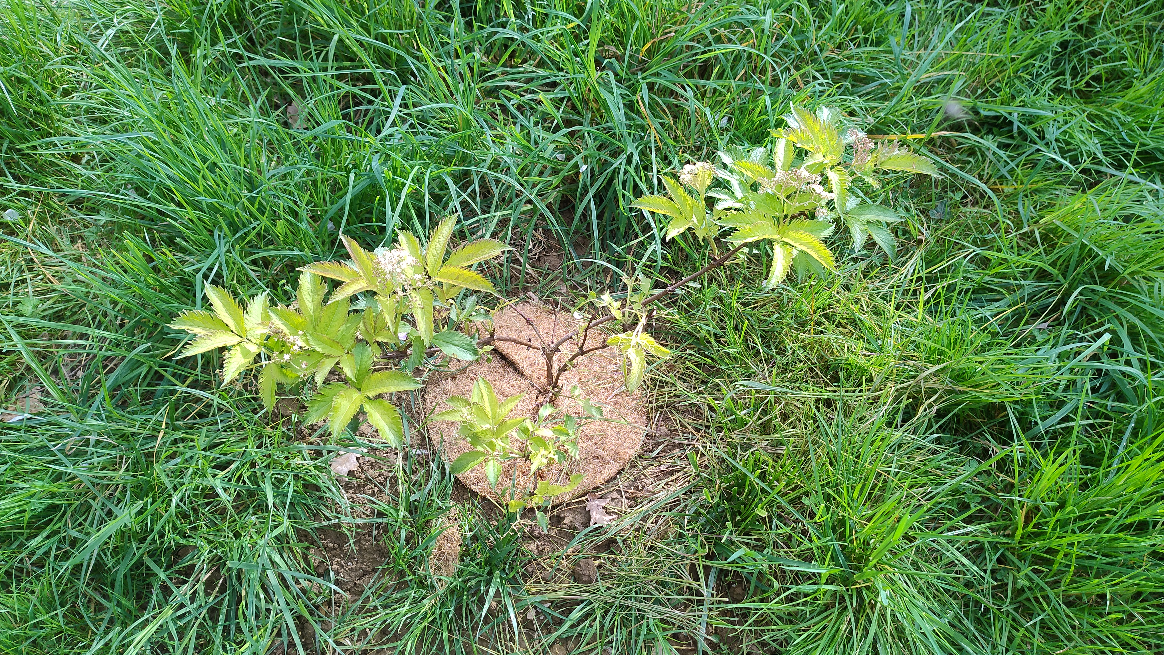 Le printemps s&rsquo;émerveille