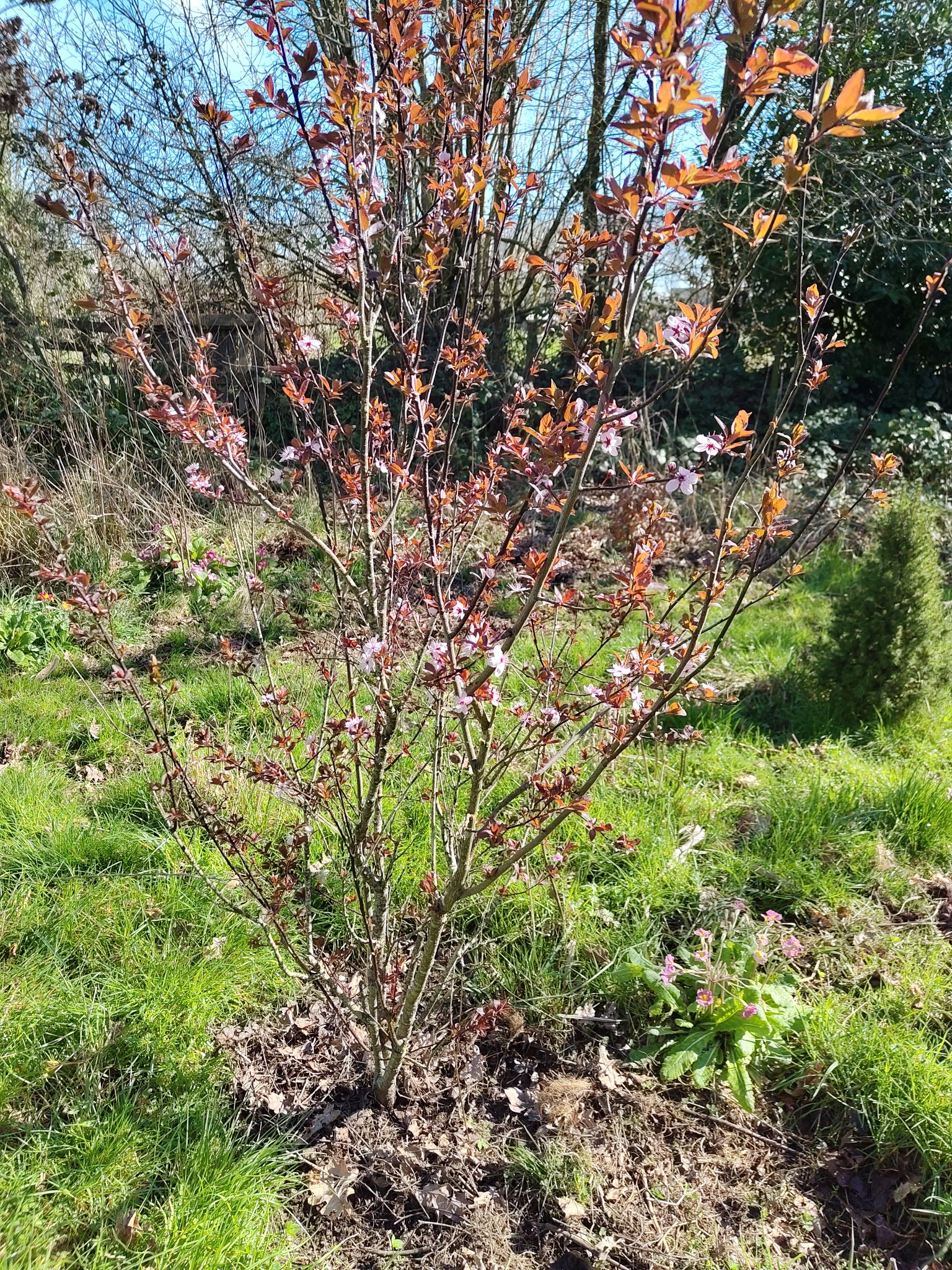 Un parfum de printemps