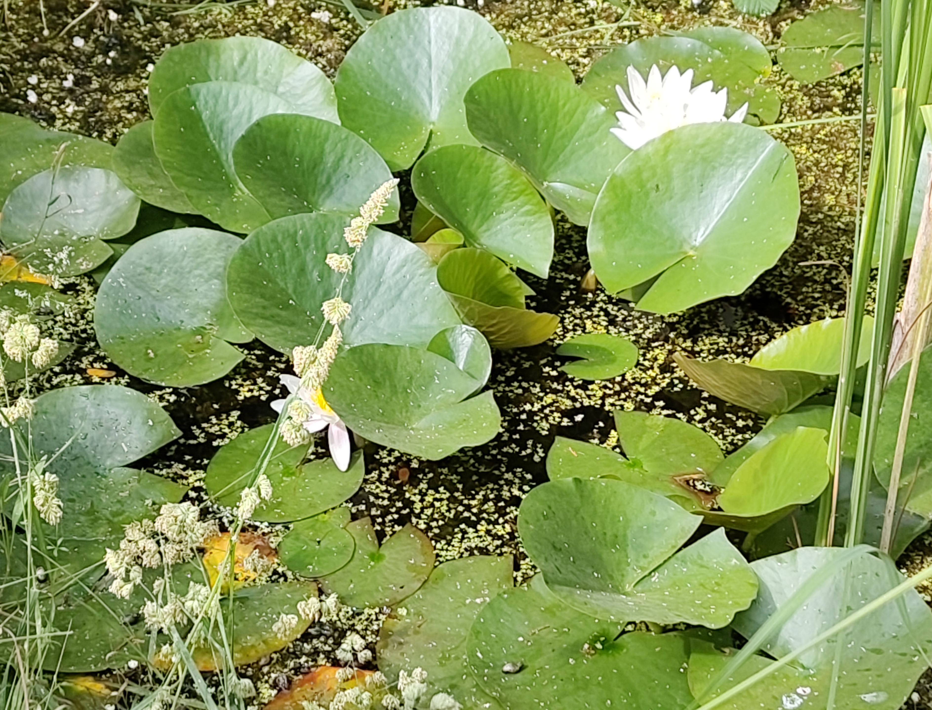 Rehabilitation de la mare naturelle